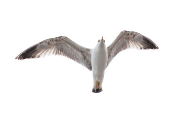 Obraz premium Seagull in flight isolated on a white background