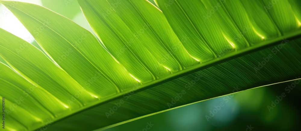Poster close-up image of a vibrant green tropical leaf background with sunlight, showcasing selective focus