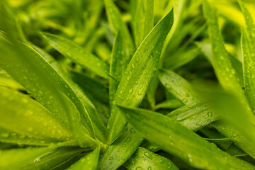 Drops of water on green leaves in nature