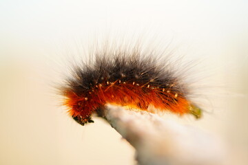 Closeup of a garden tiger moth or great tiger moth, Arctia caja, caterpillar on a wooden stick. Fiery red caterpillar with extremely long hairs. In June near Wunstorf, Germany.