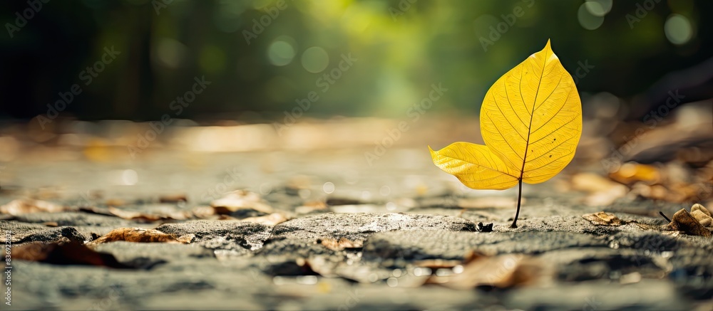 Poster detailed close-up picture of a yellow leaf on a pathway in a flower garden with copy space image.