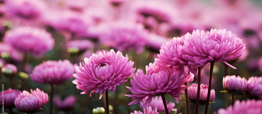 Aufkleber Dark pink chrysanthemums creating a captivating scene in a field with abundant copy space image.