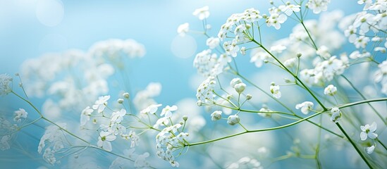 Soft focus image of Gypsophila, a genus of flowering plants in the Caryophyllaceae family, with origins in Eurasia, providing a serene copy space image.