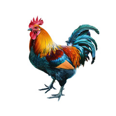 Fototapeta premium A Colorful Free-Range Male Rooster Struts Proudly, His Plumage A Riot Of Hues Against The Blank Canvas