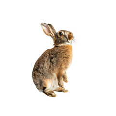 Obraz premium A Curious Brown Rabbit Standing Upright, Its Fur Contrasting Against The White