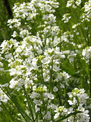 Zbliżenie na białe kwiaty chrzanu © Kumulugma