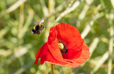 A bee covered in pollen about to land on a poppy