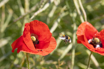 A bee covered in pollen about to land on a poppy