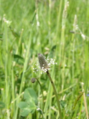 Zbliżenie na kwiaty rośliny z gatunku Plantago lanceolata