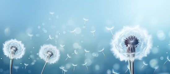 Close-up dandelion (taraxacum) tranquil abstract background. White seeds flying away.