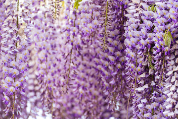 Blooming Wisteria Sinensis with scented classic purple flowersin full bloom in hanging racemes closeup. Garden with wisteria in spring
