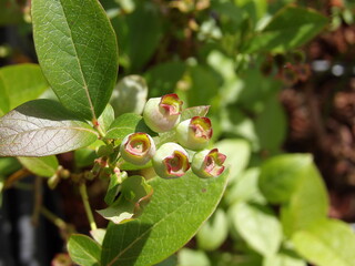 Zbliżenie na dojrzewające jagody © Kumulugma