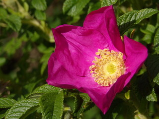 Zbliżenie na różową róże © Kumulugma