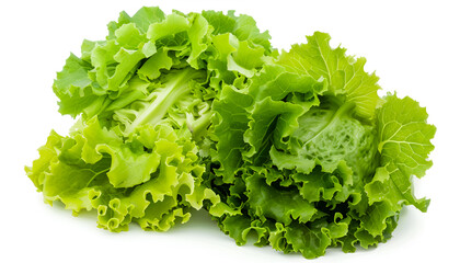 Whole and cut fresh green iceberg lettuces isolated on white