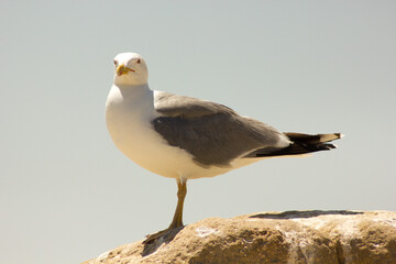 A seagull perched on top of a rock