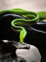 A green snake that has dangerous poison.