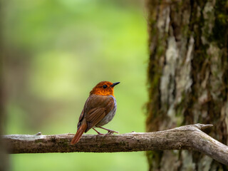 森の中で枝に留まっているコマドリの雄