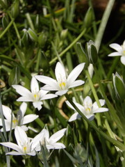 Zbliżenie na kwiat rośliny z gatunku Ornithogalum juncifolium