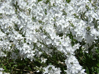Zbliżenie na białe kwiaty z gatunku veronica prostrata
