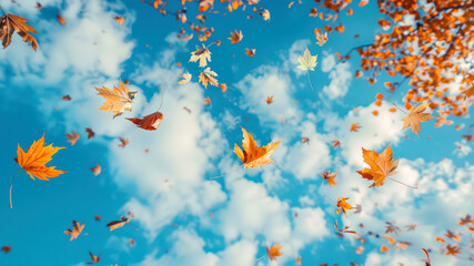 yellow maple leaves fall, fly against the blue sky