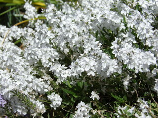 Zbliżenie na białe kwiaty z gatunku veronica prostrata