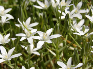 Zbliżenie na kwiat rośliny z gatunku Ornithogalum juncifolium © Kumulugma