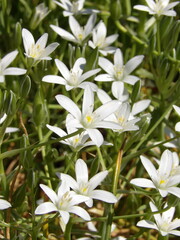 Zbliżenie na kwiat rośliny z gatunku Ornithogalum juncifolium © Kumulugma