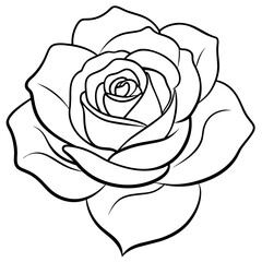 white rose isolated on black