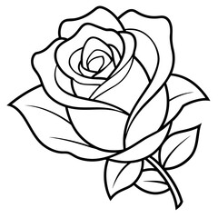 white rose isolated on black