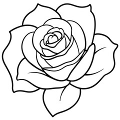 white rose isolated on black