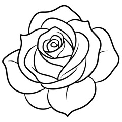 white rose isolated on black