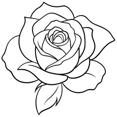 white rose isolated on black