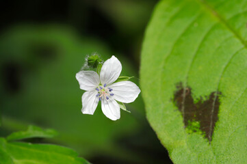 林道の足下に小さなゲンノショウコの花が一輪（自然光＆ストロボ・マクロレンズ接写）