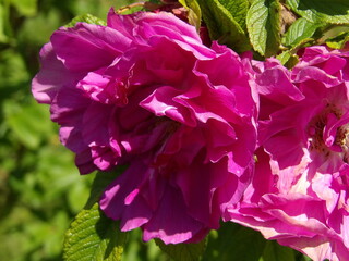 Zbliżenie na różową róże © Kumulugma