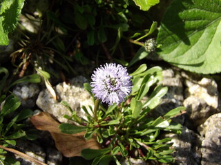 Zbliżenie na kwiaty rośliny z gatunku Globularia © Kumulugma