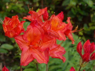 Zbliżenie na kwitnącą azalię