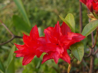 Zbliżenie na kwitnącą azalię