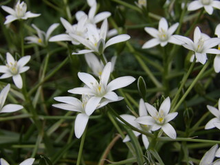 Zbliżenie na kwiat rośliny z gatunku Ornithogalum juncifolium © Kumulugma