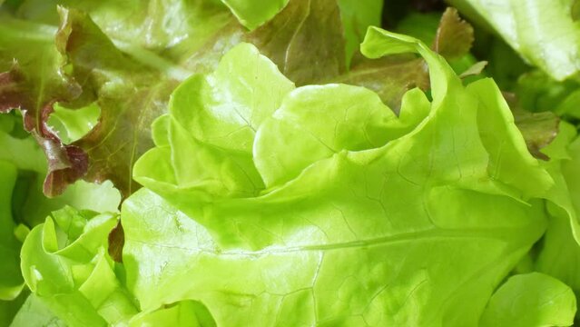 Crisp, colorful Green Oak, Red Oak, Red Coral, and Butterhead leaves capture attention-a testament to their freshness and potential to elevate any salad to a new level of healthfulness.
