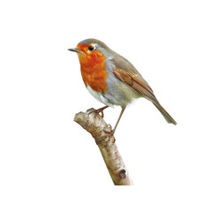 A Robin Perches On A Branch, Its Presence A Harbinger Of Spring Against The Blank Canvas