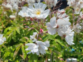 Wildrosenblüte