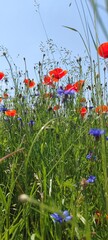 Blühstreifen mit Mohnblumen und Kornblumen  Hochkant