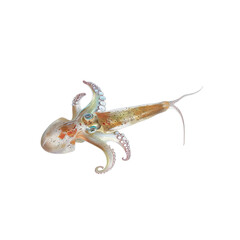 Fototapeta premium A Squid Rests In Quiet Solitude Against The Purity Of White, A Denizen Of The Deep Against The Blank Canvas