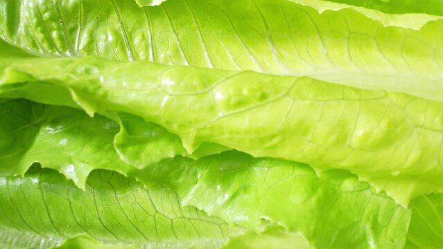 Up close, the Cos lettuce leaves gleam with a vibrant green hue. Their crisp texture and gentle waves evoke a sense of freshness. Veins traverse the leaves, affirming their quality.
