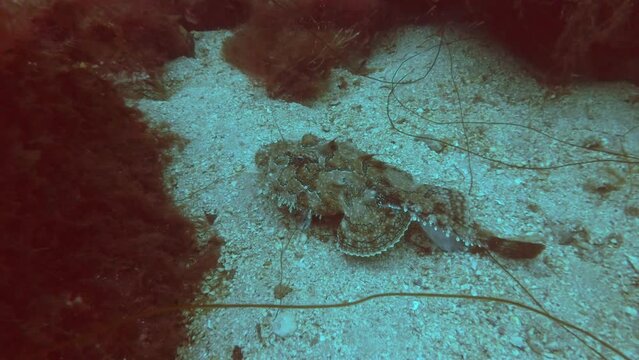 Monk fish lies on sand seabed between rocks covered with algae, slow motion, camera zooms in on Monkfish or Angler fish (Lophius piscatorius)