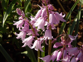 Zbliżenie na różowe kwiaty rośliny z gatunku scilla dzwonkowata © Kumulugma