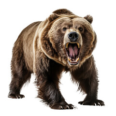 Fototapeta premium Majestic Grizzly in Natural Habitat: A powerful close-up capturing the fierce essence and raw strength of a grizzly bear amidst a lush forest.