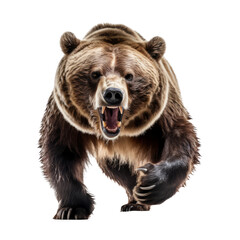 Captivating Image of a Ferocious Grizzly Bear: Unleash the Wild in Your Projects with this Powerful Photographic Display.