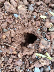 Ant Nest Underground Pictures, Images and Stock Photos