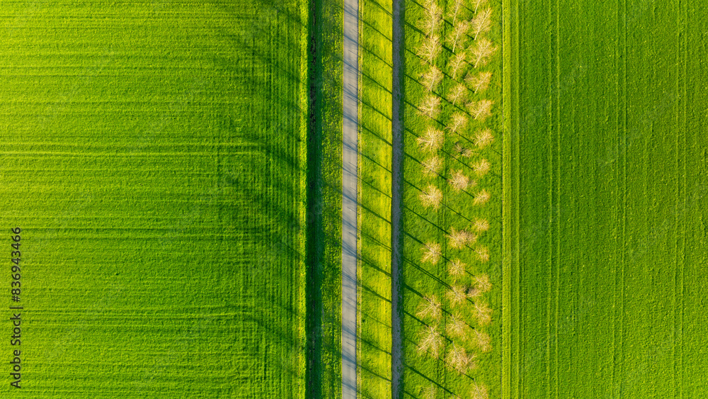 Wall mural aerial view of the field, trees and road. landscape from a drone. light and shadow. natural backgrou